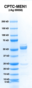 Click to enlarge image PAGE of MEN1 (rAg 00058) with molecular weight standards in lane 1