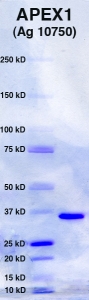 Click to enlarge image PAGE of APEX1 (Ag 10750) with molecular weight standards (lane 1)