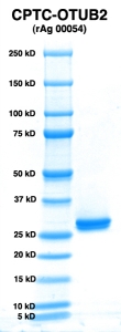 Click to enlarge image PAGE of OTUB2 (rAg 00054) with molecular weight standards in lane 1