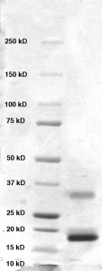 Click to enlarge image PAGE of Ag 10295 with molecular weight standards