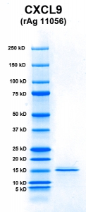 Click to enlarge image PAGE of CXCL9 (rAg 11056) with molecular weight standards in lane 1